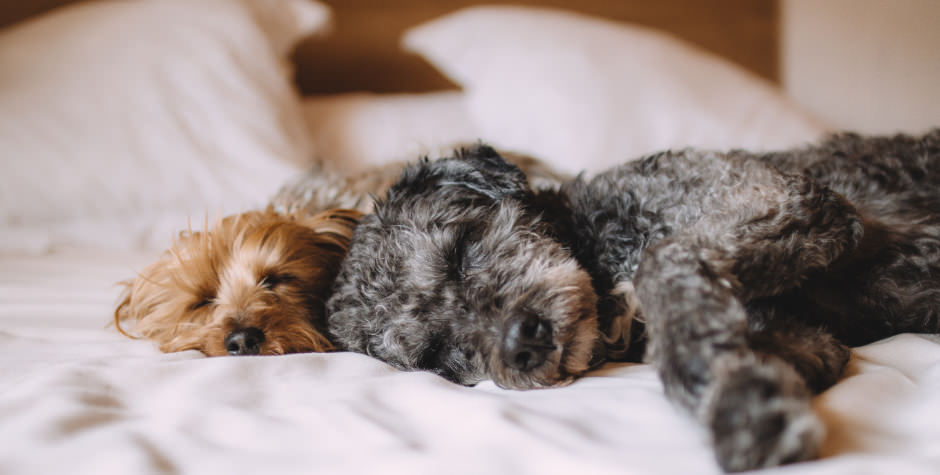 Dogs asleep on the bed