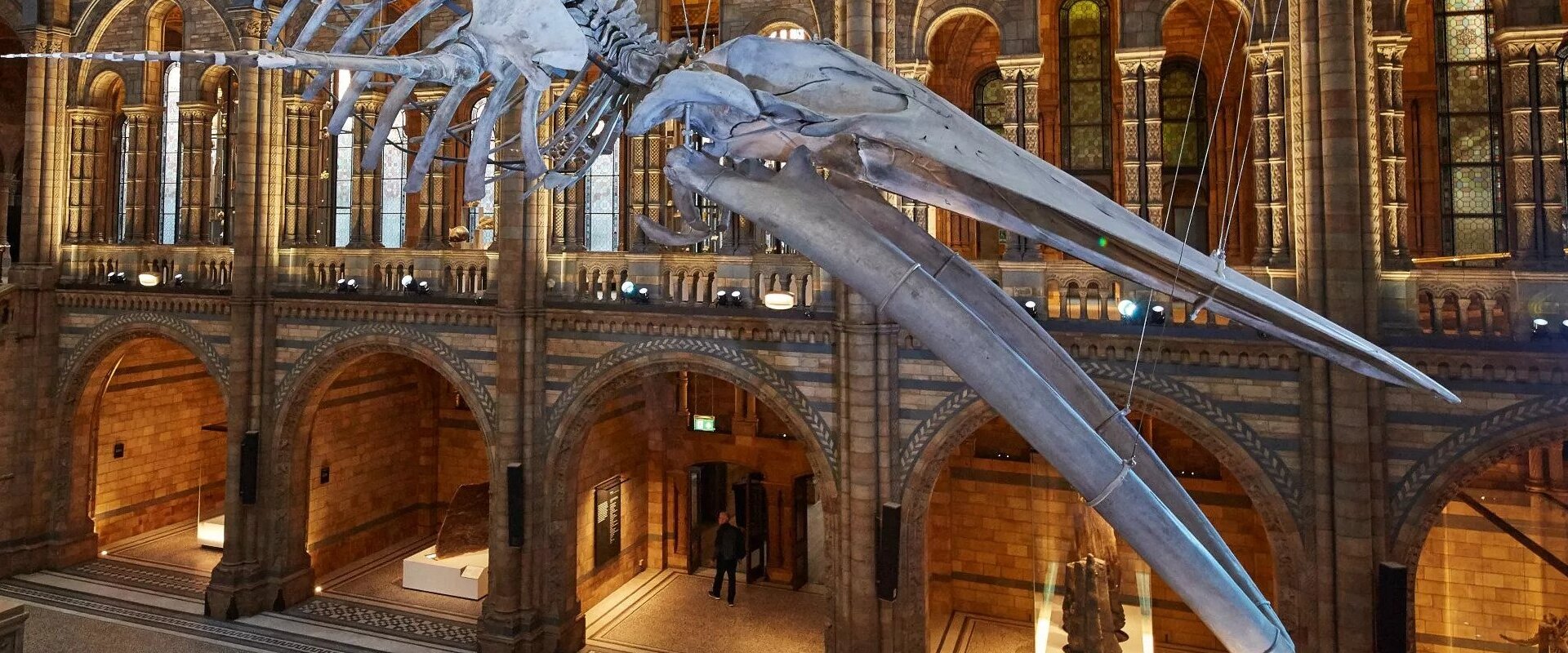 Natural History Museum